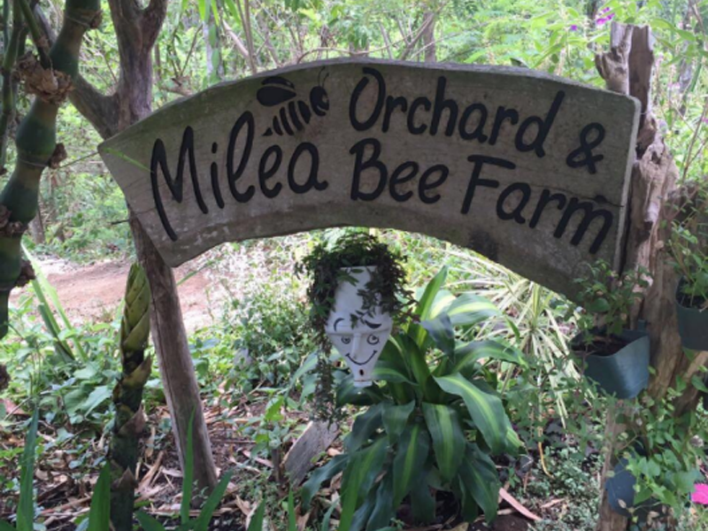 Milea Bee Farm